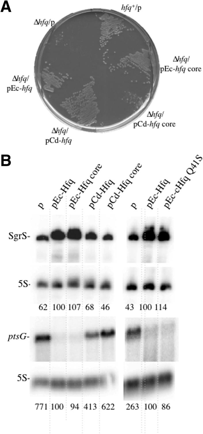 FIGURE 5.