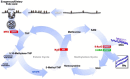 Figure 2: