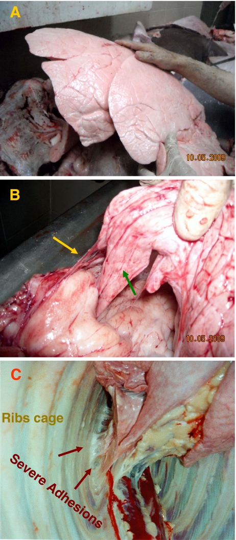 Fig. 1