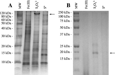 FIG. 5.