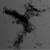 FIG 1
