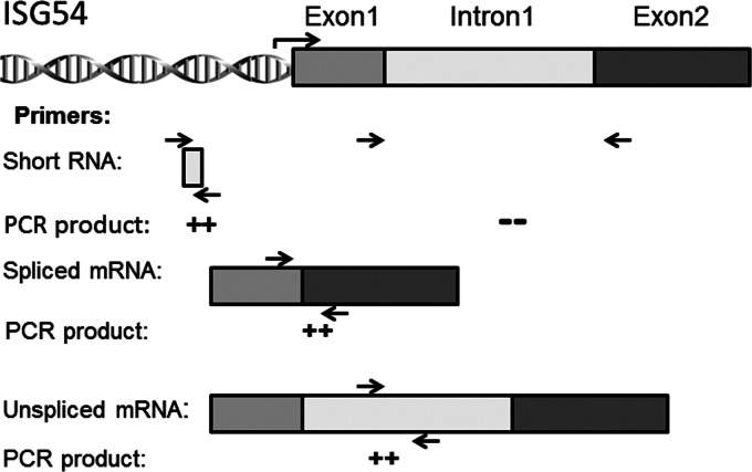 Fig 8