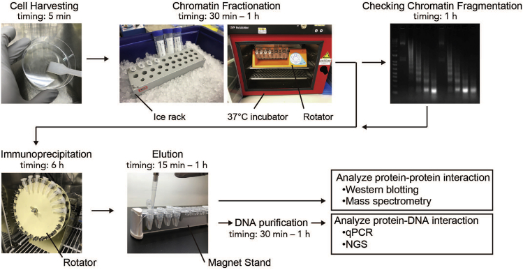 Figure 1