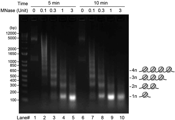 Figure 3