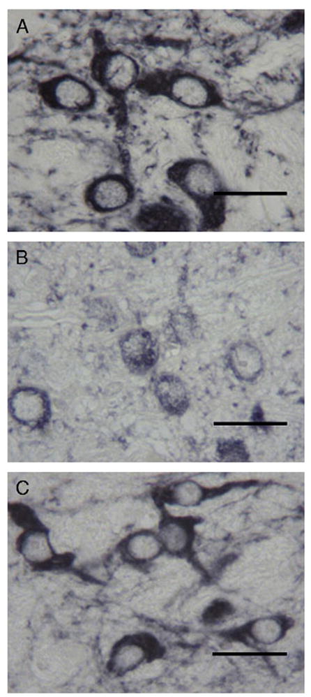 Fig. 10