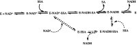 SCHEME 3