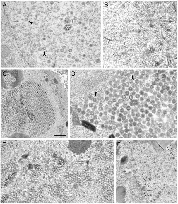 FIG. 8.