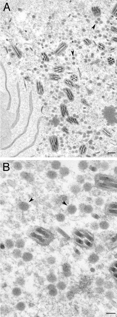 FIG. 5.