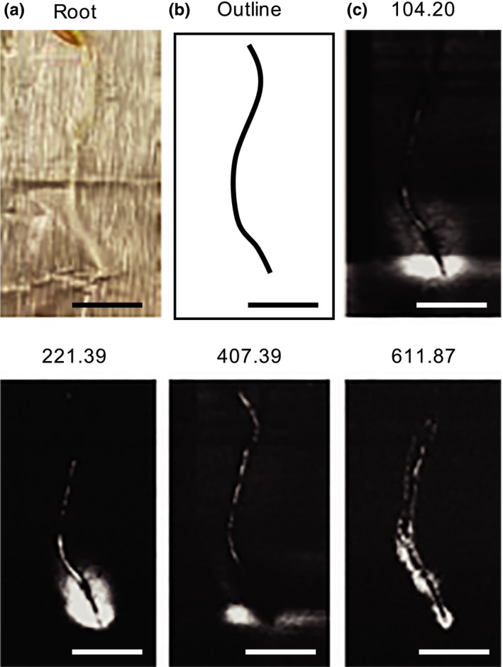 FIGURE 3