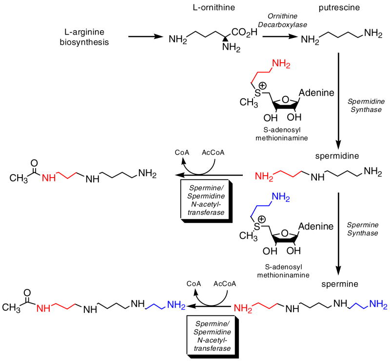 Scheme I