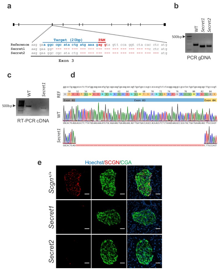 Figure 4—figure supplement 1.