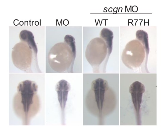 Figure 3—figure supplement 3.