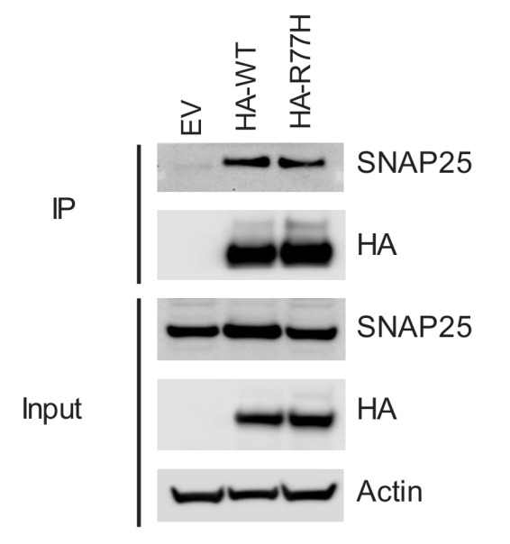 Figure 3—figure supplement 2.