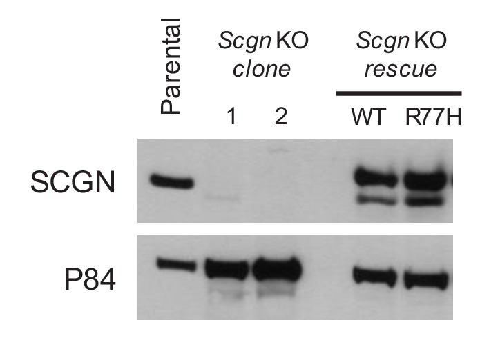 Figure 3—figure supplement 1.