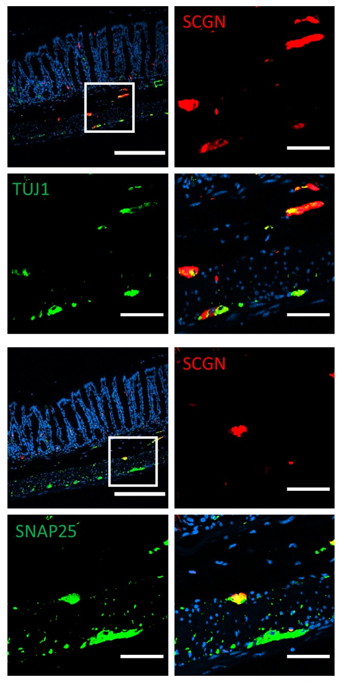 Figure 2—figure supplement 3.