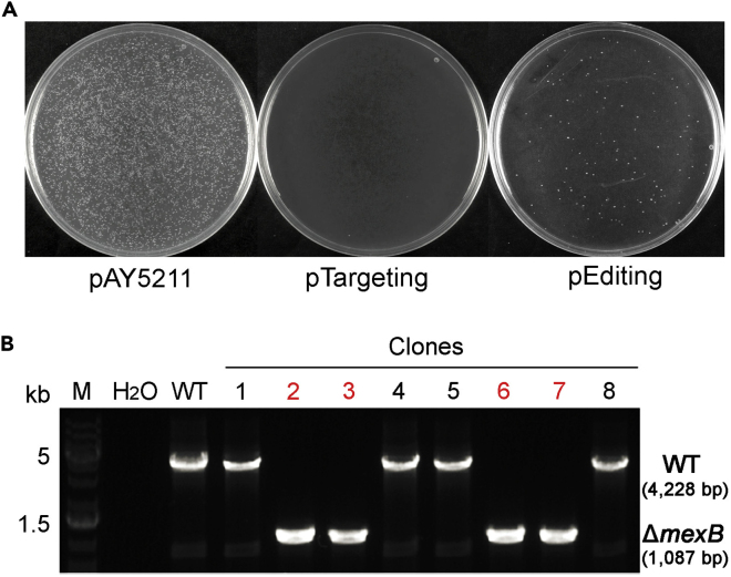 Figure 5