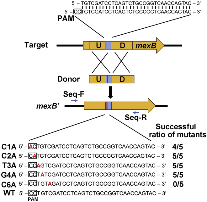 Figure 7