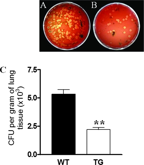 FIG. 5.