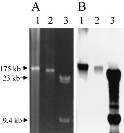 FIG. 2.