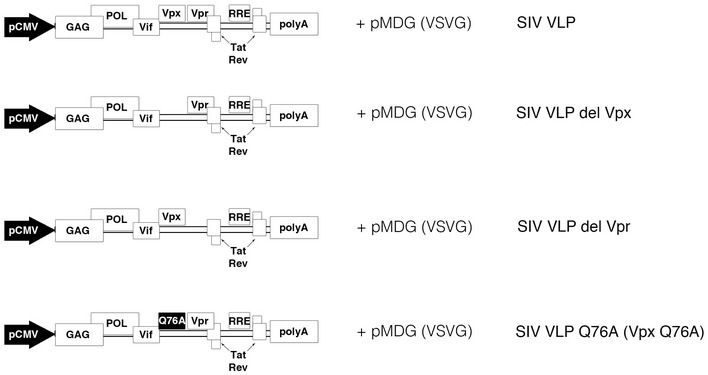 Figure EV2