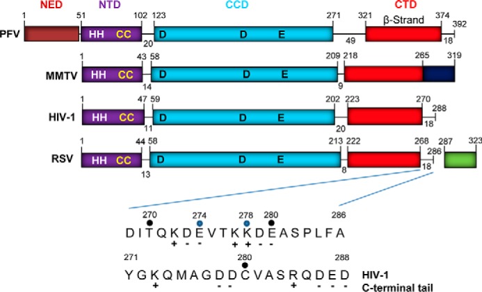 FIGURE 1.