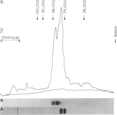 graphic file with name pnas00041-0293-a.jpg