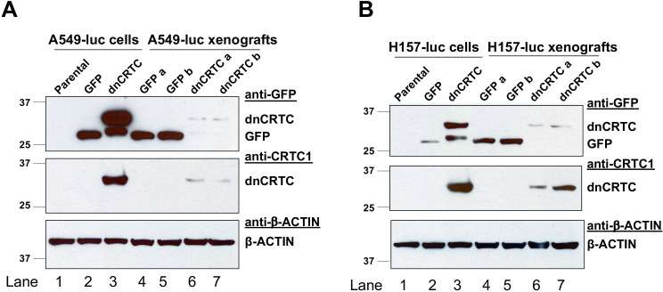 Figure 6—figure supplement 1.