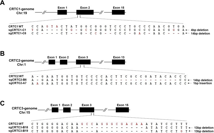 Figure 2—figure supplement 1.