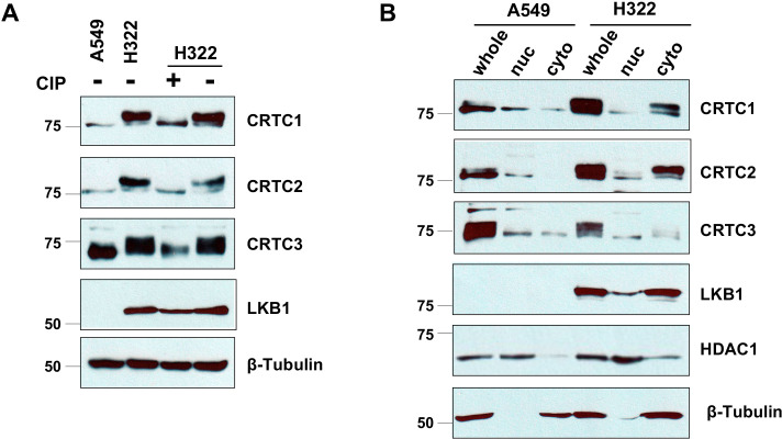 Figure 1—figure supplement 1.