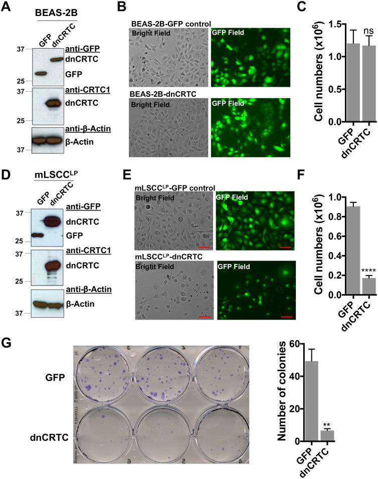 Figure 5—figure supplement 1.