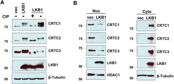 Figure 1—figure supplement 2.