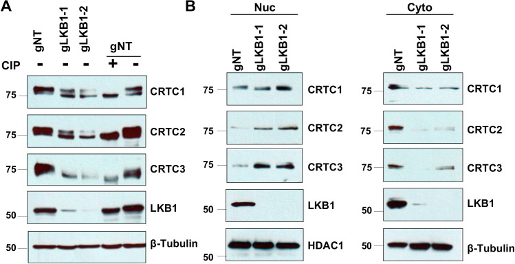 Figure 1—figure supplement 3.