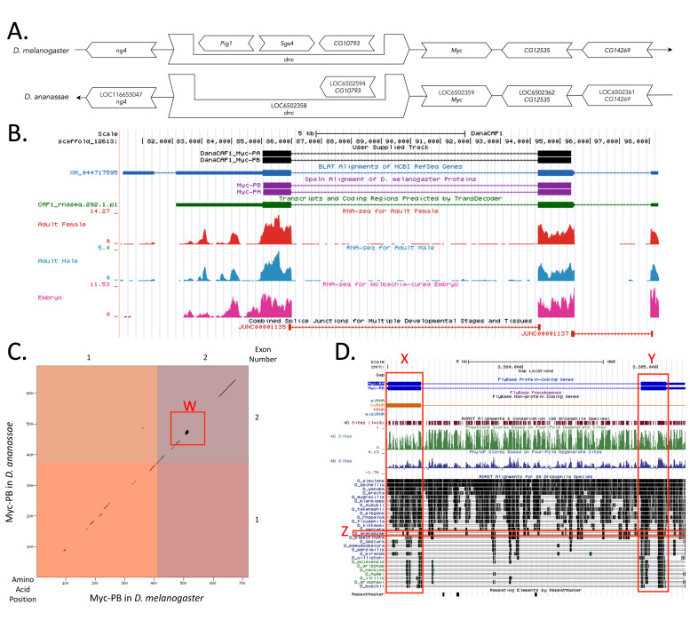 
Figure 1. Genomic neighborhood and gene model for
Myc
in
Drosophila ananassae
