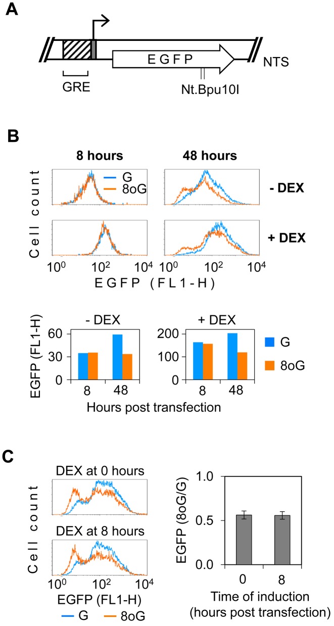 Figure 5.