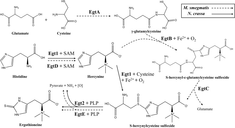 Fig. 1