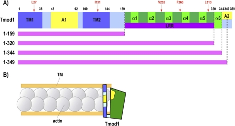 FIGURE 1.