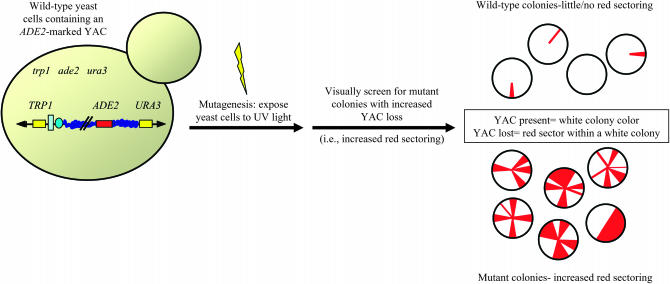 Figure 2.—