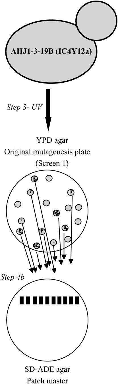 Figure 1.—