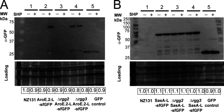 FIG 6