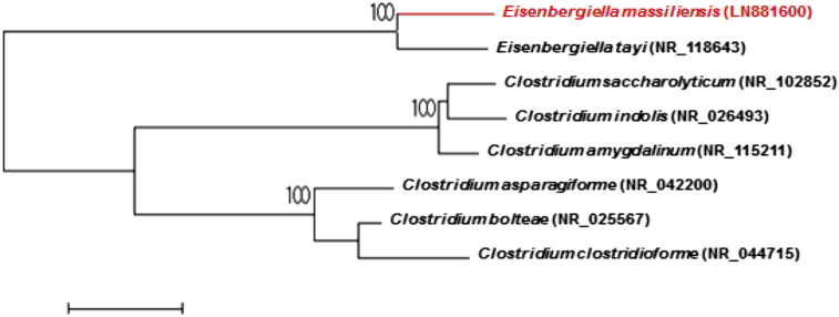 Fig. 1