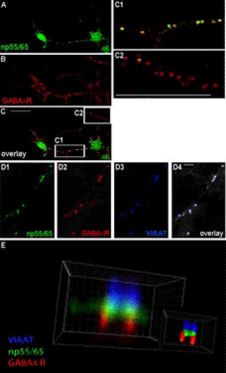 FIGURE 4.