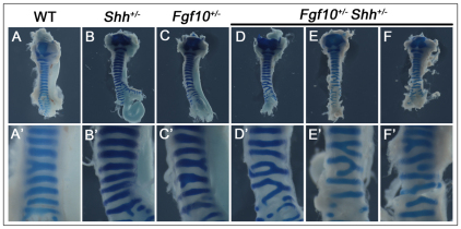 Fig. 8.