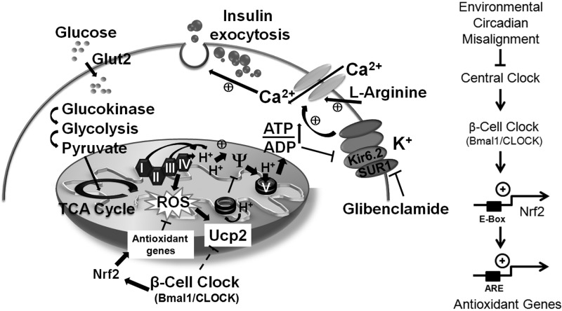 Fig 10