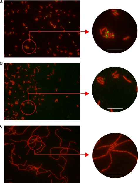 FIG. 9.