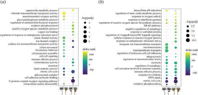 Curated set of rank-based gene ontology enrichments significantly differentially expressed.