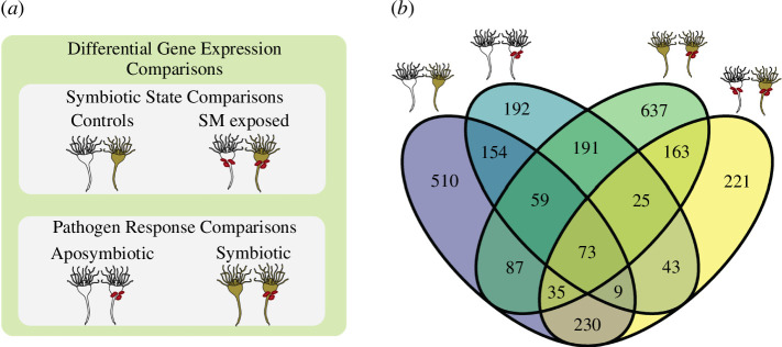 Schematic of the four comparisons made during differential gene expression.