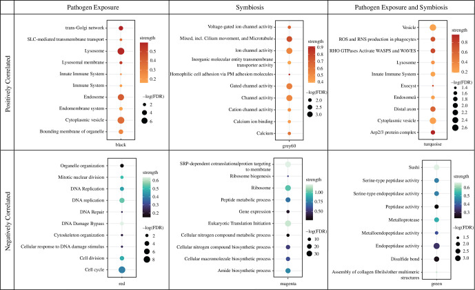 STRING enrichments of WGCNA modules significantly correlated to symbiosis.