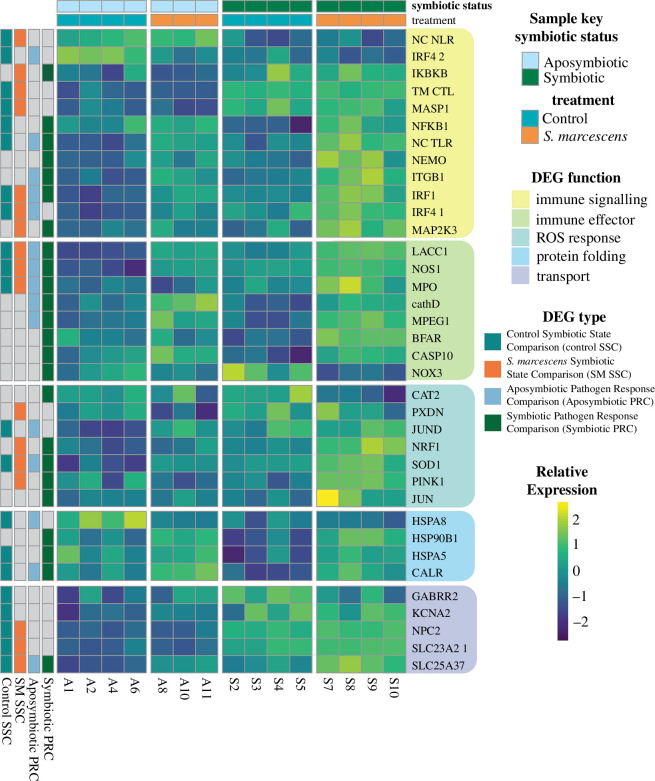 Heat map of select DEGs using relative rlog expression.