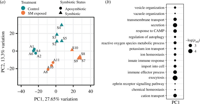 Principal component analysis of rlog normalized count matrix.