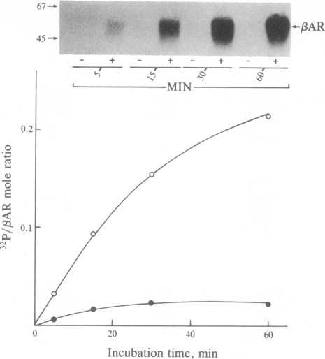 graphic file with name pnas00313-0030-a.jpg